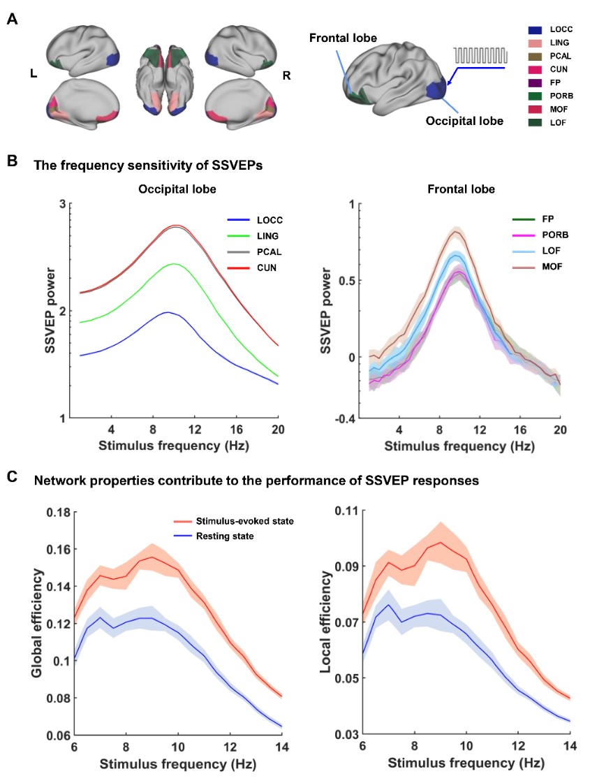数字孪生脑3.jpg 数字孪生脑3.jpg
